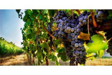 Misure fitosanitarie d&#39;emergenza per il contrasto di Grapevine flavescence dor&#233;e phytoplasma atte ad impedirne la diffusione nel territorio della Repu