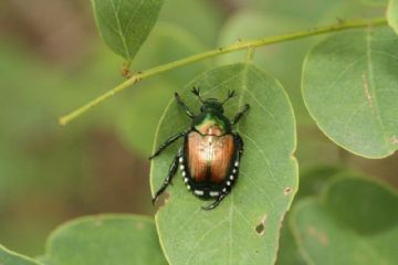 Emergenza insetto nocivo Popillia japonica